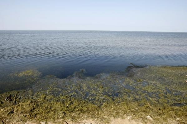Baltijos jūrą teršiantys dumbliai išnyko
