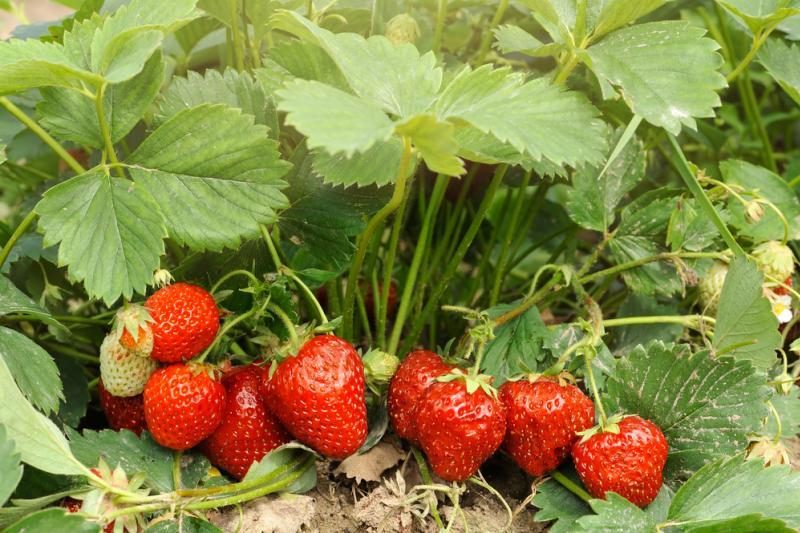 Uostamiesčio turguje galima įsigyti net „mutantinių“ braškių