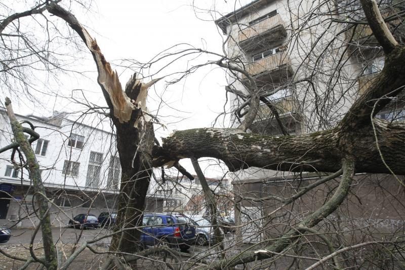 Stiprus vėjas pirmadienį Klaipėdoje vertė medžius