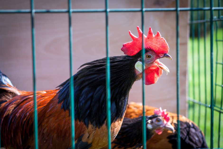 Vistų Rojuje Zaliakalnyje Kartais Kyla Karas Kl Lt