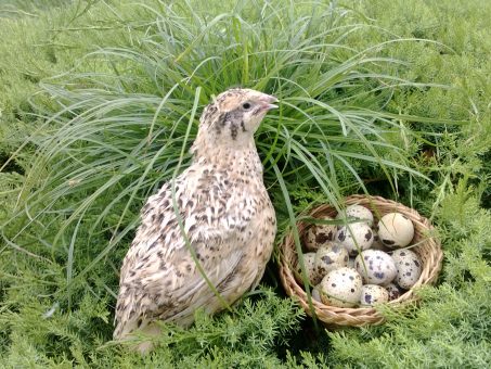 Skelbimas - Naminiai putpelių kiaušiniai