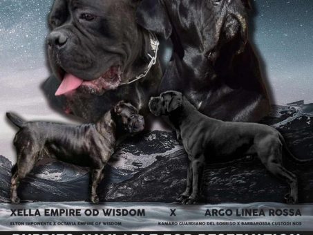 Skelbimas - Cane Corso šuniukai parduodami