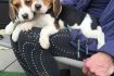 Skelbimas - Du arbatžolių Beagle šuniukai turi naują šeimą