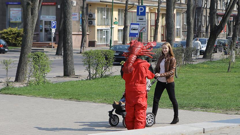 Klaipėdos gatvėse dalinami narcizai