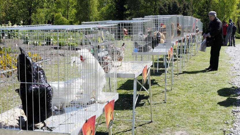 Augalų žavadienis Klaipėdos botanikos sode