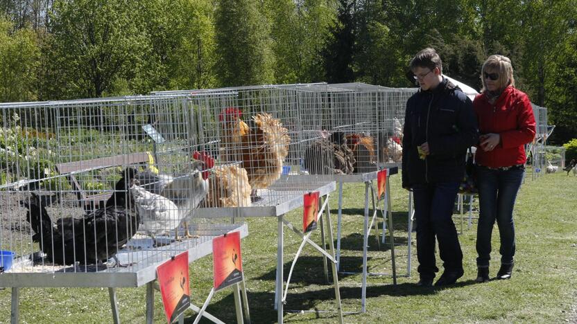 Augalų žavadienis Klaipėdos botanikos sode