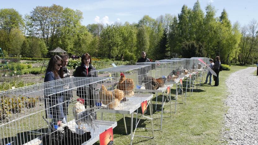 Augalų žavadienis Klaipėdos botanikos sode