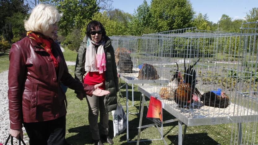 Augalų žavadienis Klaipėdos botanikos sode