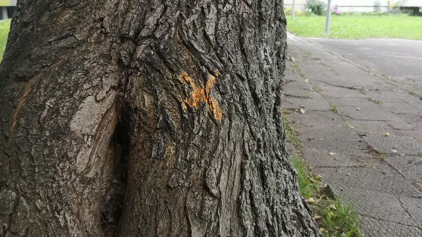 Klaipėdos daugiabučių namų kieme pavojus dėl medžių: žmonės baiminasi nelaimių