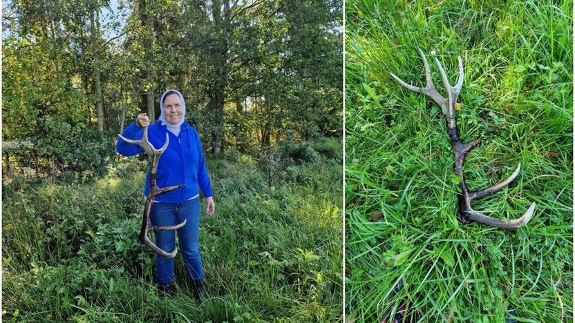 Įžvalga: klaipėdietė kanale išvydo kyšančią nedidelę ragų dalį ir stebėjosi, kokio dydžio turėjo būti gyvūnas, kad ant galvos nešiotų tokią „karūną“.