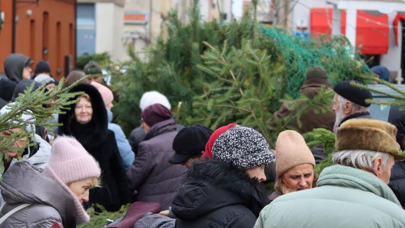 Akimirka: dešimtys klaipėdiečių puolė prie atvykusių miškininkų pasiimti eglišakių.