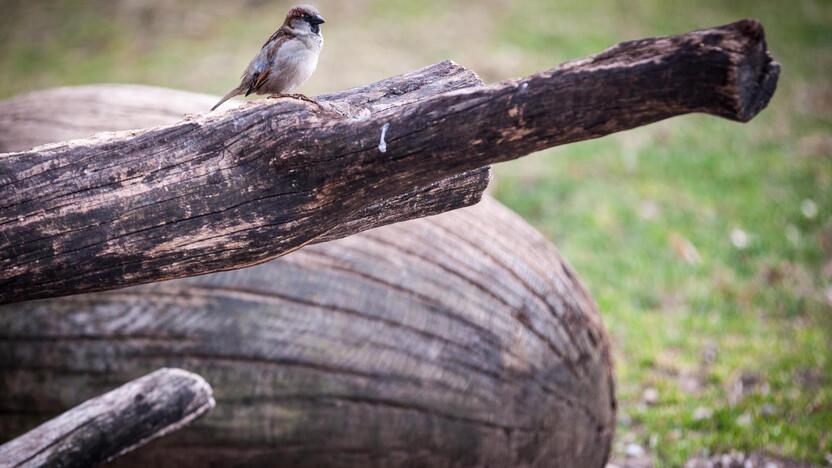 Zoologijos sode paminėta Pasaulinė žvirblių diena