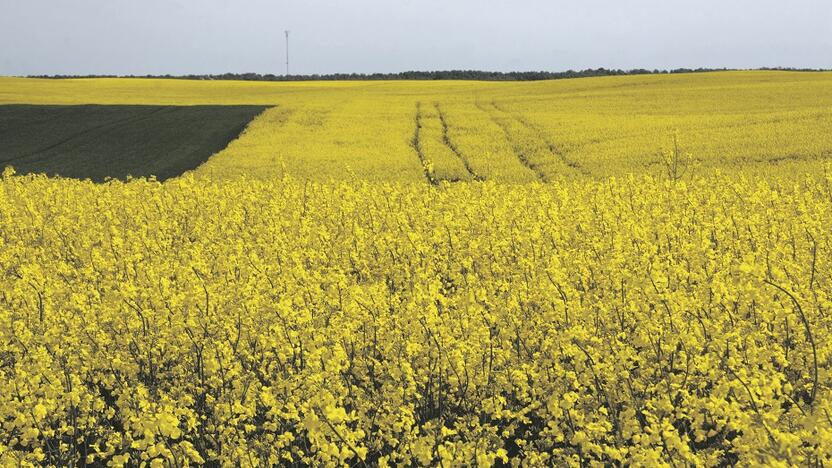 Ūkininkų derlių, jų dirbamos žemės kokybę neigiamai veikia įvairios aplinkybės: klimato kaita, gyvūnų ir augalų ligos, kenkėjai, trąšų, degalų brangimas ir daug kitų. 