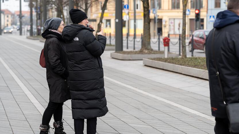 Laisvės alėjoje sodinamos liepos