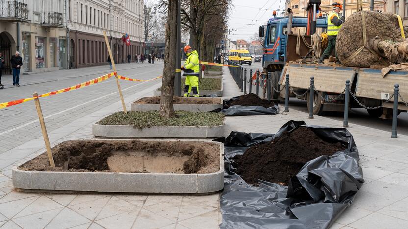 Laisvės alėjoje sodinamos liepos