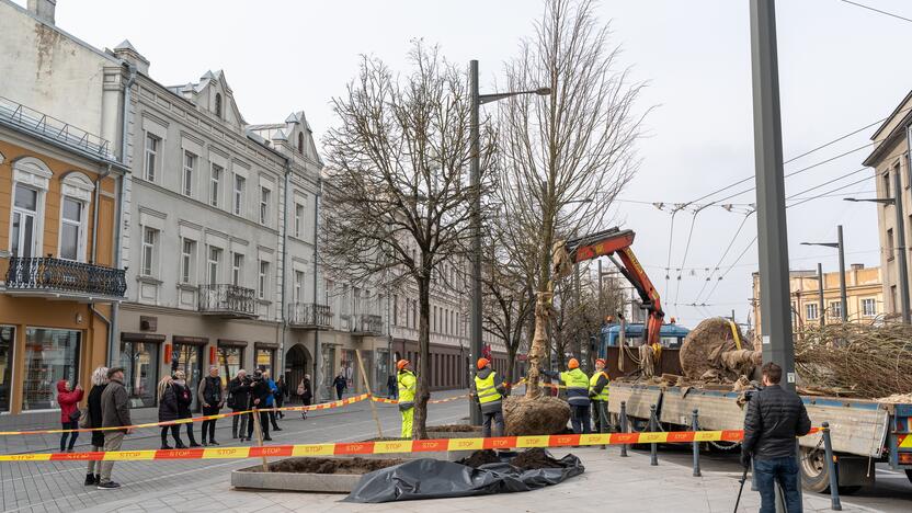 Laisvės alėjoje sodinamos liepos