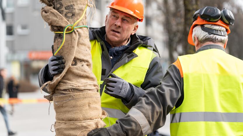 Laisvės alėjoje sodinamos liepos