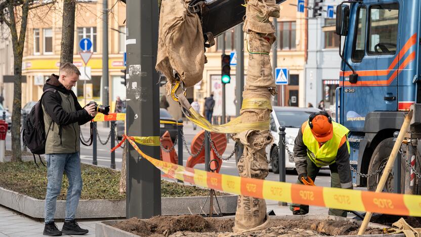 Laisvės alėjoje sodinamos liepos