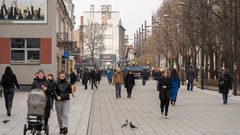 Laisvės alėjoje sodinamos liepos