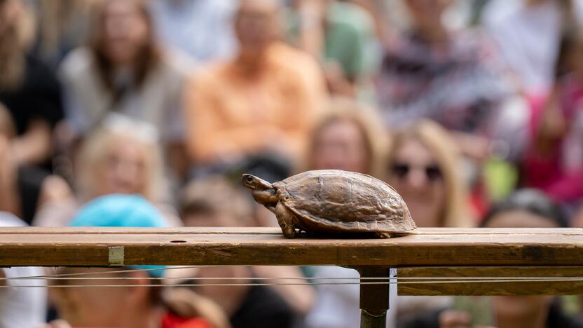 Festivalis „ConTempo“. Pieter Post (Nyderlandai) – The turtle