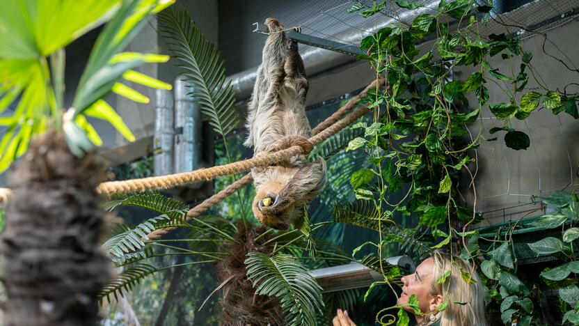 Lietuvos zoologijos sode – naujokas tinginys