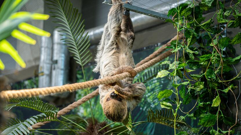 Lietuvos zoologijos sode – naujokas tinginys