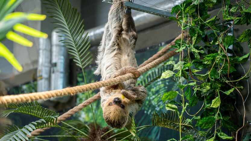 Lietuvos zoologijos sode – naujokas tinginys