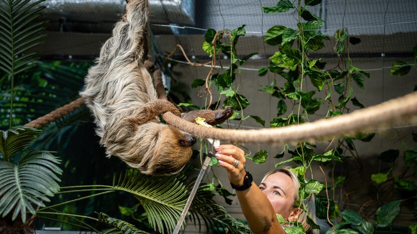 Lietuvos zoologijos sode – naujokas tinginys