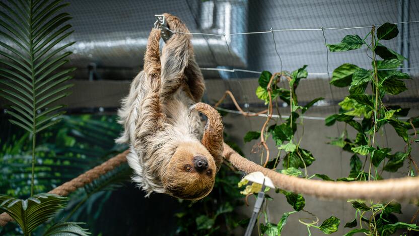 Lietuvos zoologijos sode – naujokas tinginys