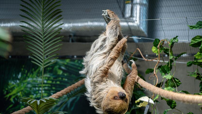 Lietuvos zoologijos sode – naujokas tinginys