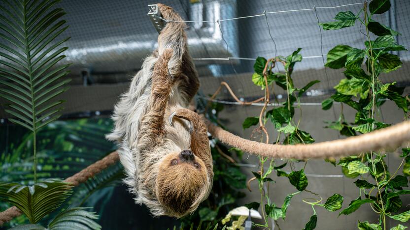 Lietuvos zoologijos sode – naujokas tinginys