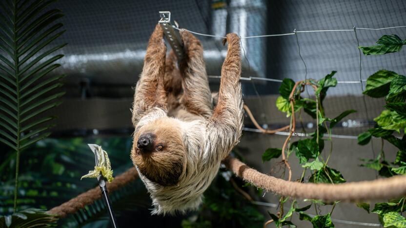 Lietuvos zoologijos sode – naujokas tinginys