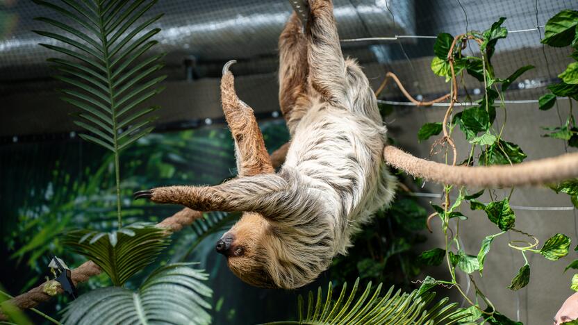 Lietuvos zoologijos sode – naujokas tinginys