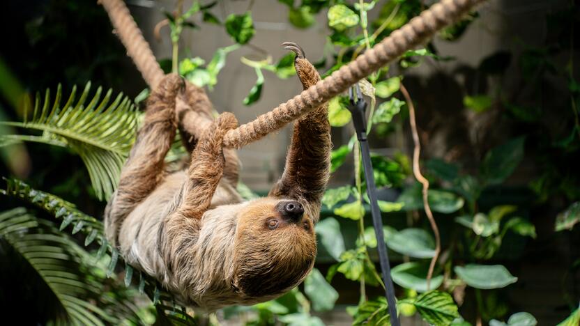 Lietuvos zoologijos sode – naujokas tinginys