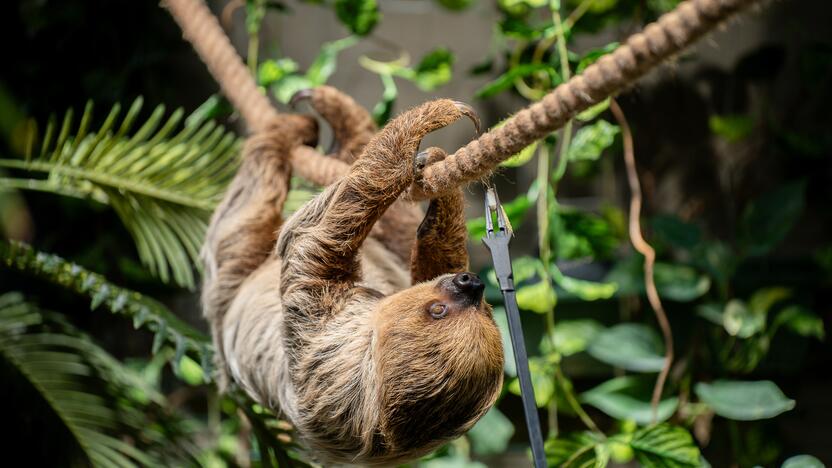 Lietuvos zoologijos sode – naujokas tinginys