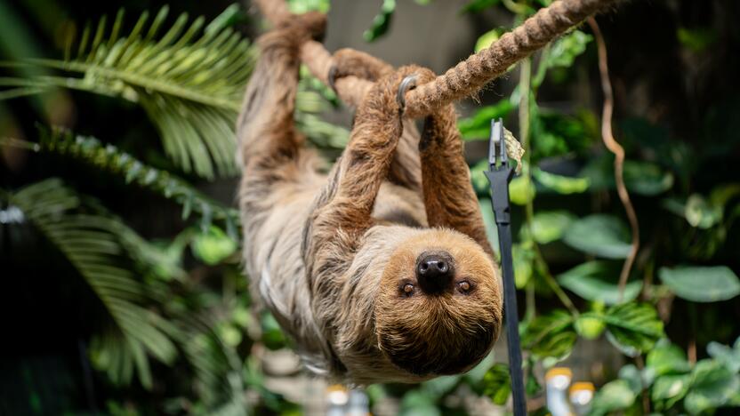 Lietuvos zoologijos sode – naujokas tinginys