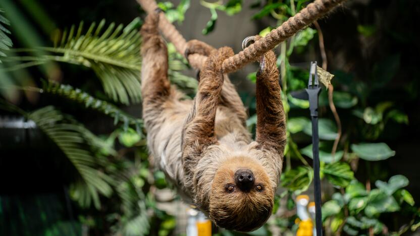 Lietuvos zoologijos sode – naujokas tinginys