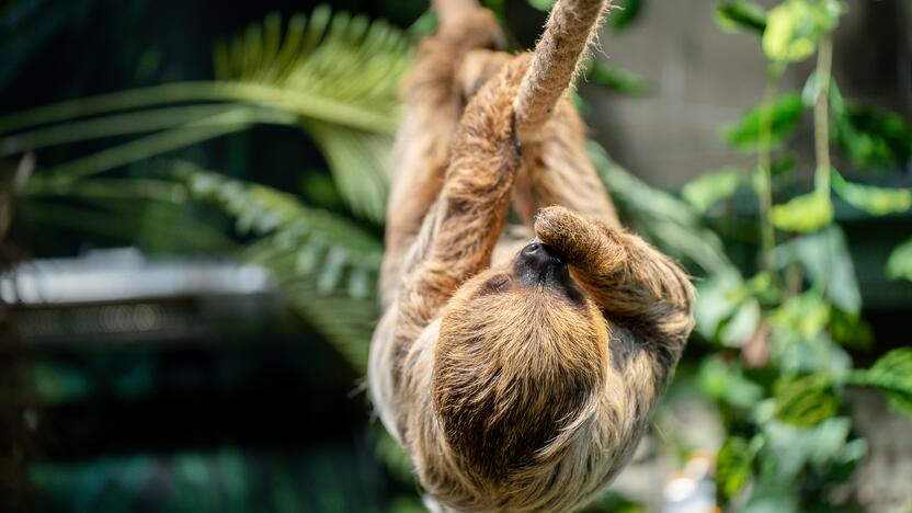 Lietuvos zoologijos sode – naujokas tinginys