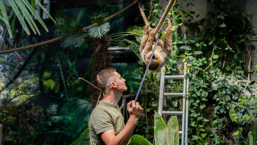 Lietuvos zoologijos sode – naujokas tinginys