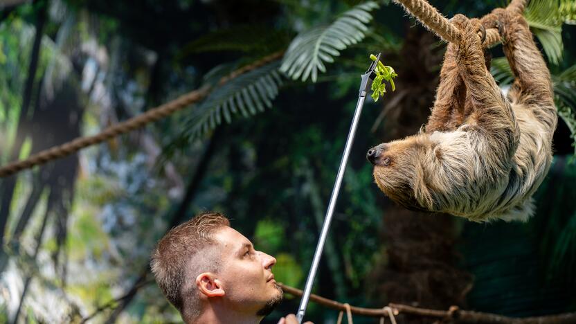 Lietuvos zoologijos sode – naujokas tinginys