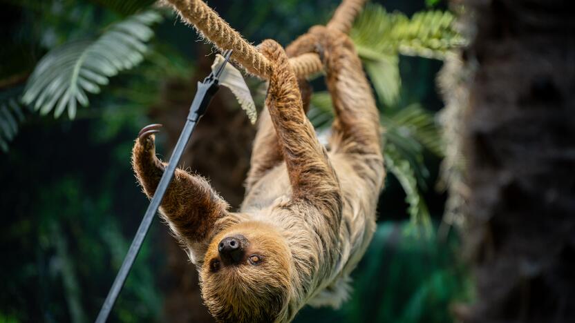 Lietuvos zoologijos sode – naujokas tinginys