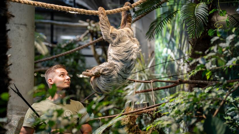 Lietuvos zoologijos sode – naujokas tinginys