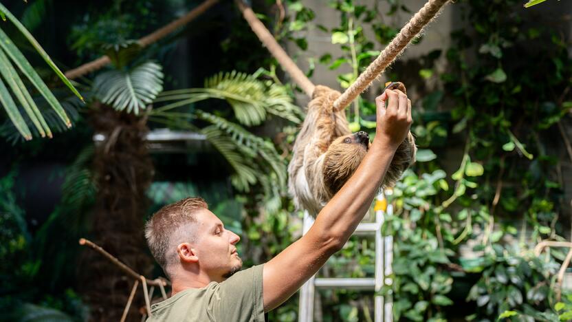 Lietuvos zoologijos sode – naujokas tinginys