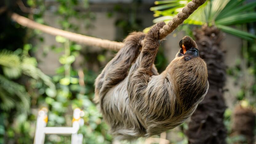 Lietuvos zoologijos sode – naujokas tinginys