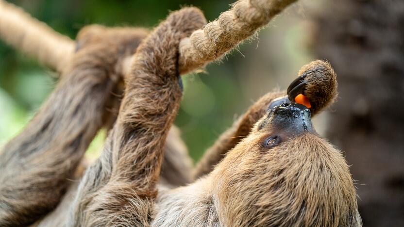 Lietuvos zoologijos sode – naujokas tinginys