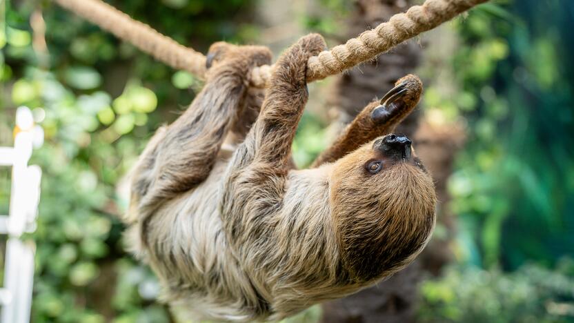 Lietuvos zoologijos sode – naujokas tinginys