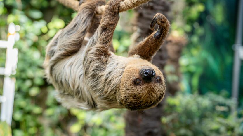 Lietuvos zoologijos sode – naujokas tinginys