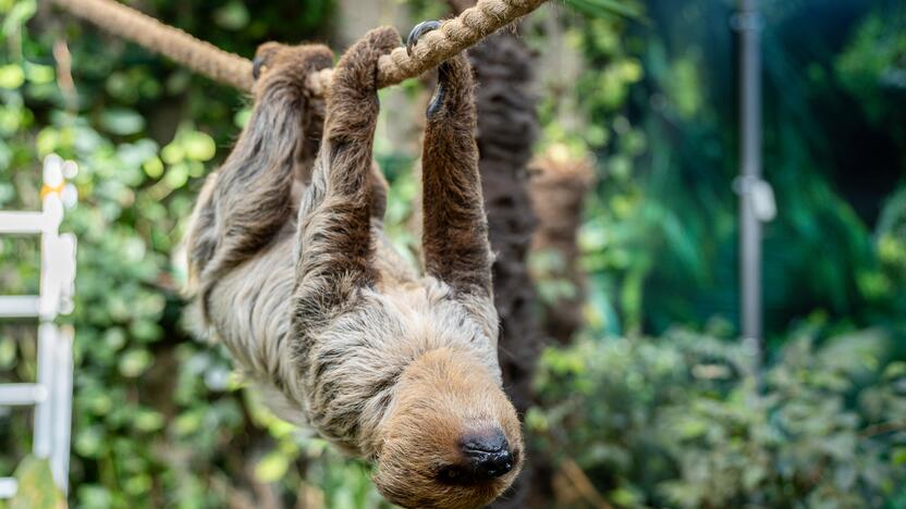 Lietuvos zoologijos sode – naujokas tinginys