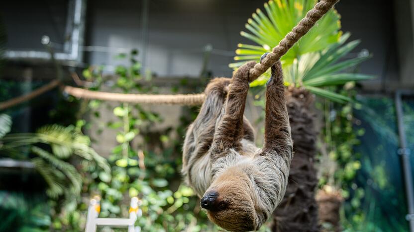 Lietuvos zoologijos sode – naujokas tinginys