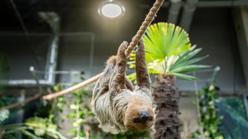 Lietuvos zoologijos sode – naujokas tinginys